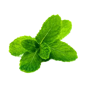 北海道ペパーミント